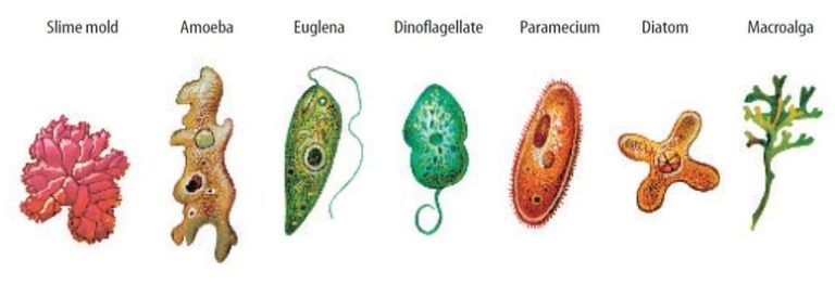 Two Examples Of Kingdom Protista