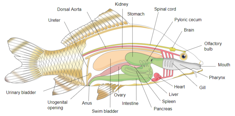 Struktur tubuh ikan atau pisces (sumber gambar: en.wikipedia)