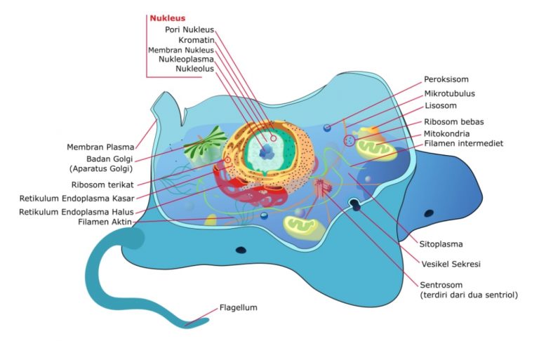 Organel Sel Pengertian Macam Ciri Struktur Dan Fungsinya Materi