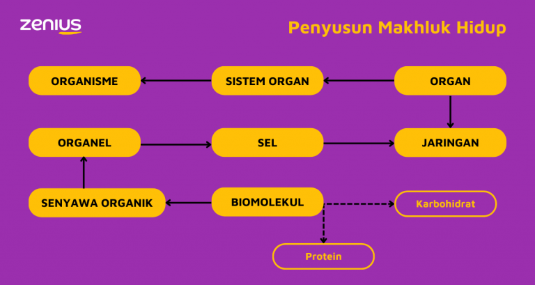 Mengenal Fungsi Dan Jenis Karbohidrat Biologi Kelas 11